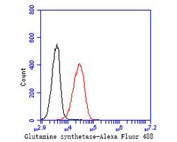 Invitrogen Glutamine Synthetase Monoclonal Antibody (A3G2) 100 &mu;L | Buy Online | Invitrogen&trade; | Fisher Scientific