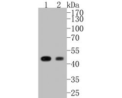 Invitrogen Glutamine Synthetase Monoclonal Antibody (A3G2) 100 &mu;L | Buy Online | Invitrogen&trade; | Fisher Scientific