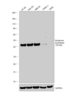 Invitrogen Glutamine Synthetase Monoclonal Antibody (A3G2) 100 &mu;L | Buy Online | Invitrogen&trade; | Fisher Scientific