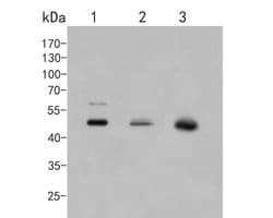 Invitrogen CUG-BP2 Monoclonal Antibody (D7-B5) 100 &mu;L; Unconjugated:Antibodies,