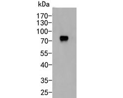 Invitrogen CD55 Monoclonal Antibody (12F1) 100 &mu;L | Buy Online | Invitrogen&trade; | Fisher Scientific
