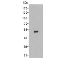 Invitrogen CUG-BP2 Monoclonal Antibody (9B1) 100 &mu;L; Unconjugated:Antibodies,