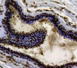 Invitrogen Ku70 Monoclonal Antibody (D1-A6) 100 &mu;L; Unconjugated:Antibodies,