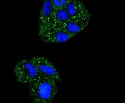 Invitrogen IkB alpha Recombinant Rabbit Monoclonal Antibody (SZ00-07) 100