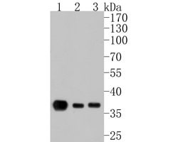 Invitrogen IkB alpha Recombinant Rabbit Monoclonal Antibody (SZ00-07) 100