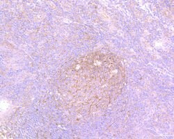 Invitrogen Survivin Recombinant Rabbit Monoclonal Antibody (SP07-06) 100
