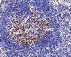 Invitrogen Survivin Recombinant Rabbit Monoclonal Antibody (SP07-06) 100