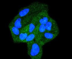 Invitrogen STAT6 Recombinant Rabbit Monoclonal Antibody (SY13-09) 100 &mu;L;