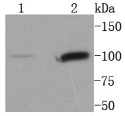Invitrogen STAT6 Recombinant Rabbit Monoclonal Antibody (SY13-09) 100 &mu;L;