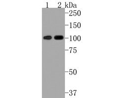 Invitrogen STAT6 Recombinant Rabbit Monoclonal Antibody (SY13-09) 100 &mu;L;