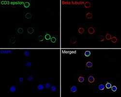 Invitrogen CD3e Recombinant Rabbit Monoclonal Antibody (SY0239) 100 &mu;L;