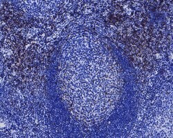 Invitrogen CD3e Recombinant Rabbit Monoclonal Antibody (SY0239) 100 &mu;L;