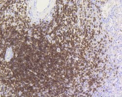 Invitrogen CD3e Recombinant Rabbit Monoclonal Antibody (SY0239) 100 &mu;L;