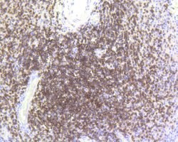 Invitrogen CD3e Recombinant Rabbit Monoclonal Antibody (SY0239) 100 &mu;L;