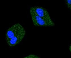 Invitrogen Phospho-JAK2 (Tyr1007, Tyr1008) Recombinant Rabbit Monoclonal