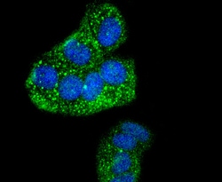 Invitrogen Phospho-IRF3 (Ser386) Recombinant Rabbit Monoclonal Antibody