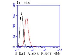 Invitrogen B-Raf Recombinant Rabbit Monoclonal Antibody (SU34-04) 100 &mu;L | Buy Online | Invitrogen&trade; | Fisher Scientific