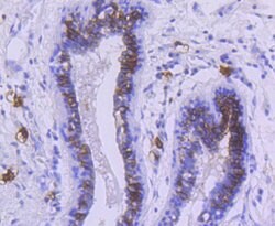 Invitrogen CD117 (c-Kit) Recombinant Rabbit Monoclonal Antibody (ST04-99)