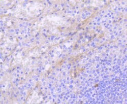 Invitrogen CD117 (c-Kit) Recombinant Rabbit Monoclonal Antibody (ST04-99)