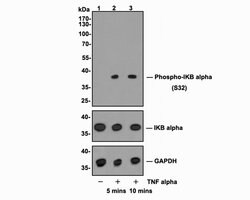 Invitrogen Phospho-IkB alpha (Ser32) Recombinant Rabbit Monoclonal Antibody (ST53-05) 100 &mu;L | Buy Online | Invitrogen&trade; | Fisher Scientific