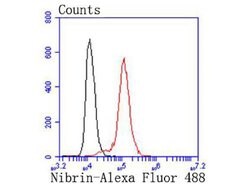 Invitrogen NBS1 Recombinant Rabbit Monoclonal Antibody (SC05-68) 100 &mu;L;