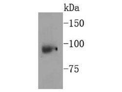Invitrogen NBS1 Recombinant Rabbit Monoclonal Antibody (SC05-68) 100 &mu;L;