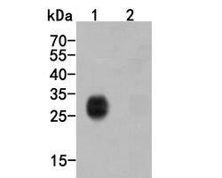 Invitrogen HA Tag Recombinant Rabbit Monoclonal Antibody (SN07-06) 100