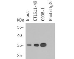 Invitrogen HA Tag Recombinant Rabbit Monoclonal Antibody (SN07-06) 100