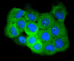 Invitrogen Phospho-EGFR (Ser695) Recombinant Rabbit Monoclonal Antibody