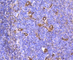 Invitrogen Phospho-Chk1 (Ser296) Recombinant Rabbit Monoclonal Antibody