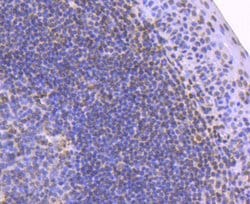 Invitrogen Histone H2B Recombinant Rabbit Monoclonal Antibody (SD20-63)