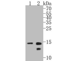 Invitrogen Histone H2B Recombinant Rabbit Monoclonal Antibody (SD20-63)
