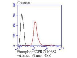 Invitrogen Phospho-EGFR (Tyr1068) Recombinant Rabbit Monoclonal Antibody