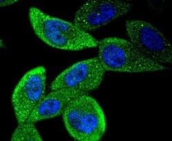 Invitrogen STAT5 beta Recombinant Rabbit Monoclonal Antibody (SD08-08)