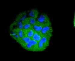 Invitrogen STAT5 beta Recombinant Rabbit Monoclonal Antibody (SD08-08)