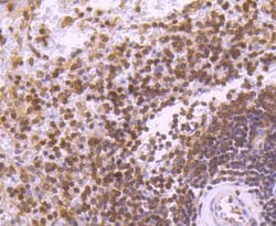 Invitrogen STAT5 beta Recombinant Rabbit Monoclonal Antibody (SD08-08)