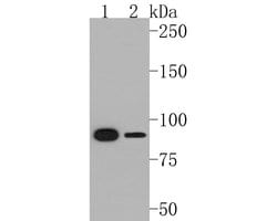Invitrogen STAT5 beta Recombinant Rabbit Monoclonal Antibody (SD08-08)