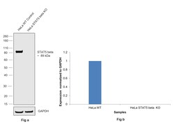 Invitrogen STAT5 beta Recombinant Rabbit Monoclonal Antibody (SD08-08)