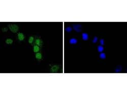 Invitrogen IRF2 Recombinant Rabbit Monoclonal Antibody (JJ088-0) 100 &mu;L;