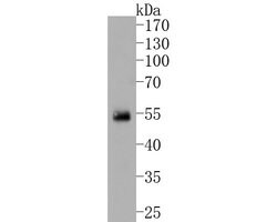 Invitrogen IRF2 Recombinant Rabbit Monoclonal Antibody (JJ088-0) 100 &mu;L;