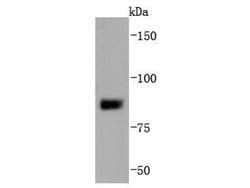 Invitrogen SUZ12 Recombinant Rabbit Monoclonal Antibody (JJ09-04) 100 &mu;L;