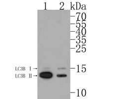 Invitrogen LC3B Recombinant Rabbit Monoclonal Antibody (JJ090-6) 100 &mu;L;