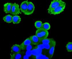 Invitrogen mGluR2 Recombinant Rabbit Monoclonal Antibody (JJ091-09) 100