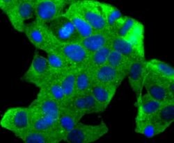 Invitrogen CXCL12 Recombinant Rabbit Monoclonal Antibody (JJ09-20) 100