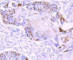 Invitrogen MMP13 Recombinant Rabbit Monoclonal Antibody (JF0893) 100 &mu;L;