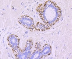 Invitrogen MMP13 Recombinant Rabbit Monoclonal Antibody (JF0893) 100 &mu;L;