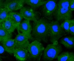 Invitrogen STAT2 Recombinant Rabbit Monoclonal Antibody (JF0884) 100 &mu;L;