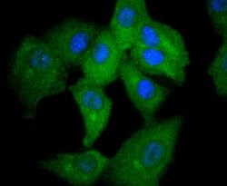 Invitrogen STAT2 Recombinant Rabbit Monoclonal Antibody (JF0884) 100 &mu;L;