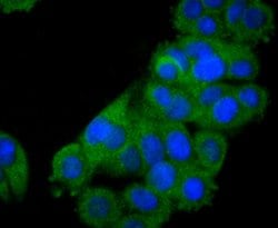 Invitrogen STAT2 Recombinant Rabbit Monoclonal Antibody (JF0884) 100 &mu;L;