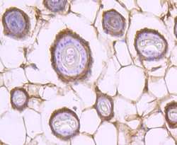 Invitrogen STAT2 Recombinant Rabbit Monoclonal Antibody (JF0884) 100 &mu;L;
